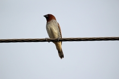 Lonchura punctulata