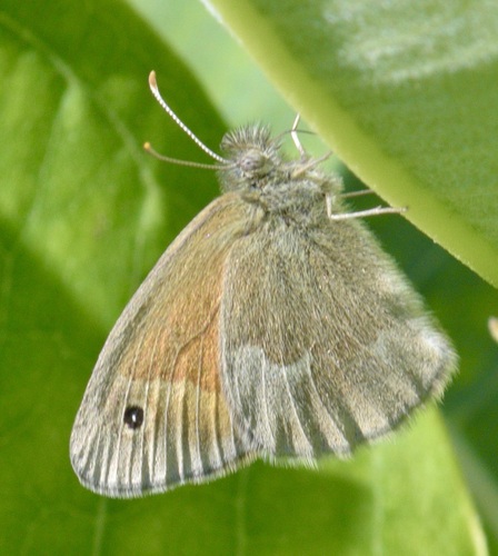 Common Ringlet photo 5