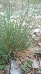 Corynephorus canescens