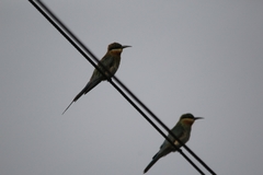 Merops philippinus