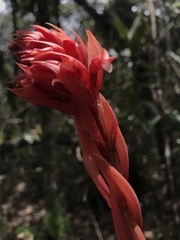 Stenorrhynchos albidomaculatum