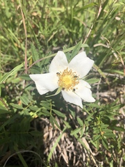 Rosa foliolosa