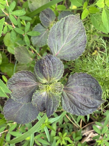 beefsteak plant