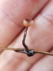 Sclerotinia