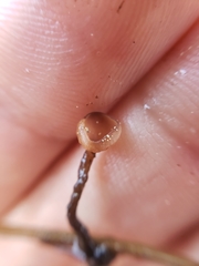Sclerotinia