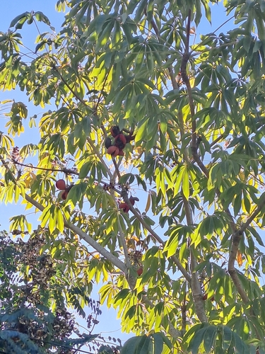 Jacaratia spinosa