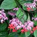 Clerodendrum thompsoniae - Photo (c) Smithsonian Institution, National Museum of Natural History, Department of Botany, algunos derechos reservados (CC BY-NC-SA)