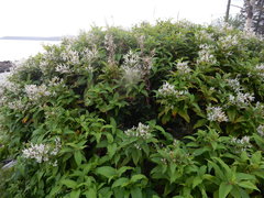 Koenigia polystachya