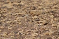 Oreopholus ruficollis