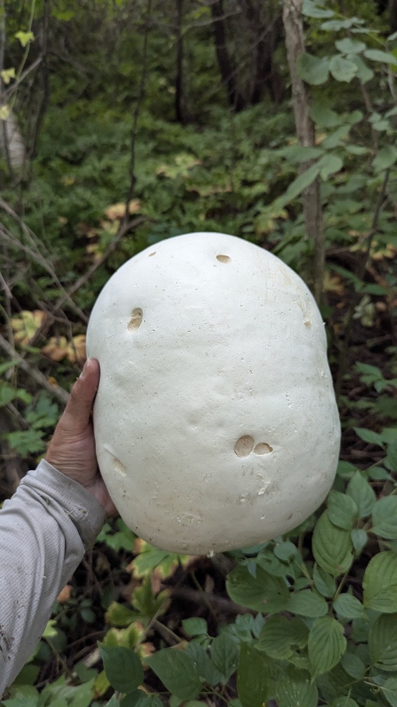 giant puffball · August 2026 · photo: Photo: (c) treelogical, some rights reserved (CC BY) · iNaturalist