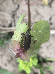 Dicranocephalus agilis