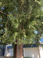 Sequoia sempervirens