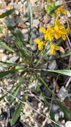 Goodenia bellidifolia observed 2026-08-23