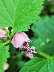Lamium orvala