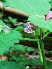 Lamium orvala