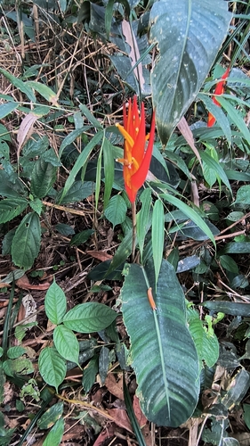 Heliconia densiflora, photograph 1