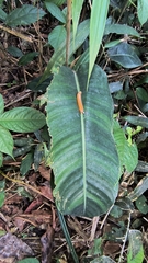 Heliconia densiflora, photograph (c) Daniel Nicholson, some rights reserved (CC BY)