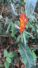 Heliconia densiflora, photograph (c) Daniel Nicholson, some rights reserved (CC BY)