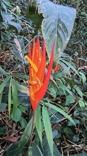 Heliconia densiflora, photograph 4