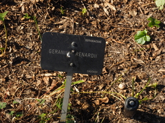 Geranium renardii