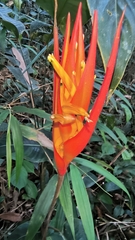 Heliconia densiflora, photograph (c) Daniel Nicholson, some rights reserved (CC BY)