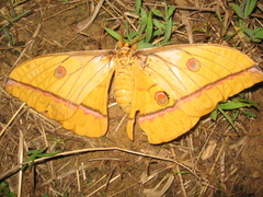 Antheraea