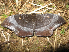Cyclidia orciferaria