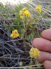 Lomatium foeniculaceum