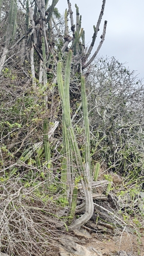 Pilosocereus brasiliensis