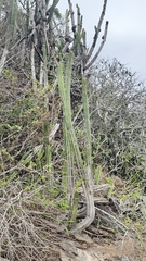 Pilosocereus brasiliensis