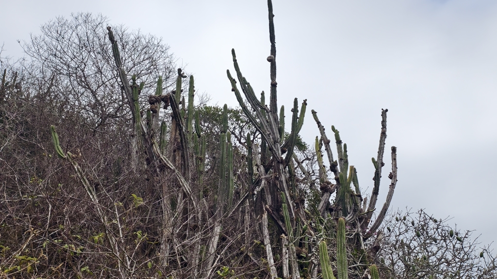 Pilosocereus brasiliensis; photograph (c) fmunoz, some rights reserved (CC BY)