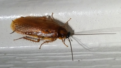 Parcoblatta bolliana