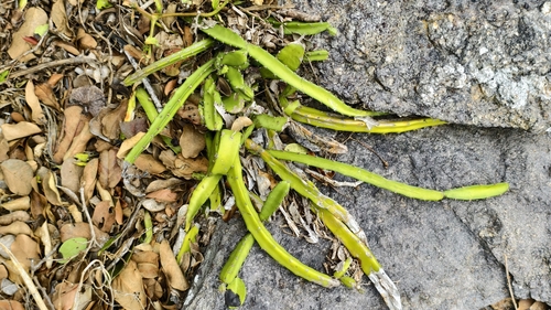 Selenicereus setaceus, photograph 3