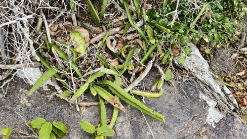 Selenicereus setaceus, photograph 4