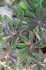 Lupinus perennis