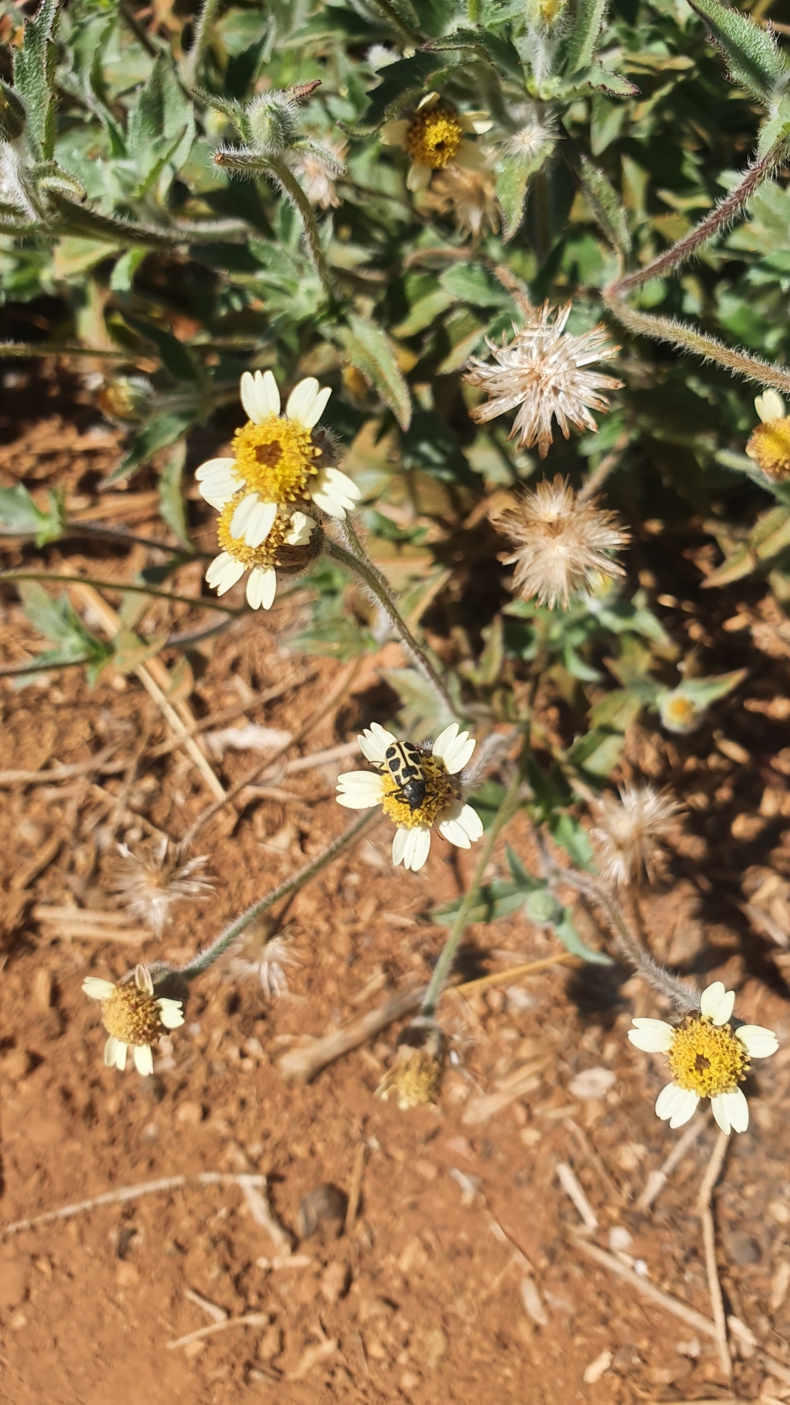 Tridax procumbens