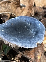 Denim-blue Entoloma cap above brown leaf litter