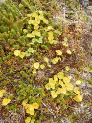 Viola biflora carlottae