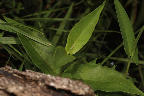 Asclepias rubra