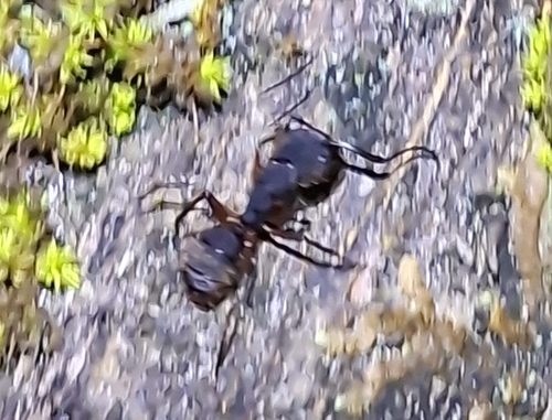 Camponotus rufipes