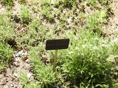 Achillea crithmifolia