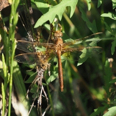 Neurocordulia xanthosoma