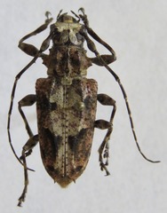 Steirastoma senex