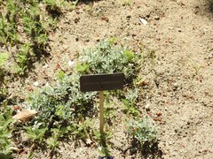 Achillea umbellata