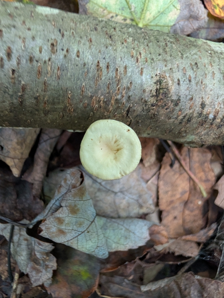 Common Funnel · August 2026 · photo: Photo: (c) Matthew Wehman, some rights reserved (CC BY) · iNaturalist