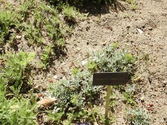 Achillea umbellata