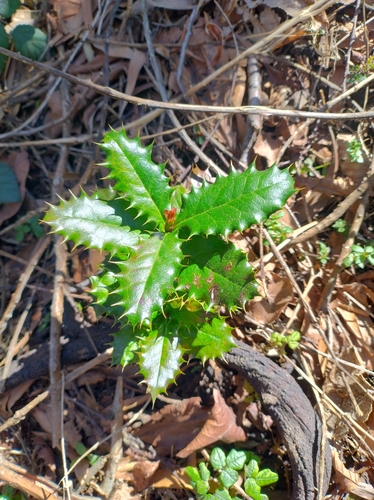 Berberis negeriana