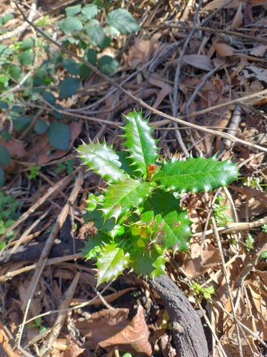 Berberis negeriana, photograph 1