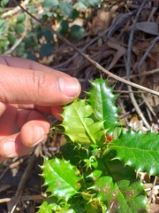 Berberis negeriana, photograph (c) Bruno Avilez, some rights reserved (CC BY)