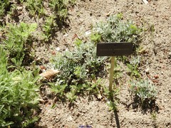 Achillea umbellata